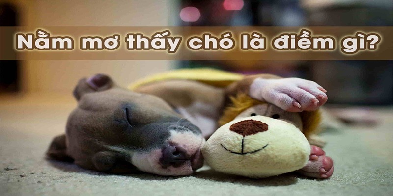 Chốt số đề may mắn khi nằm mơ thấy chó cắn